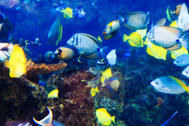 tropical-fish-underwater